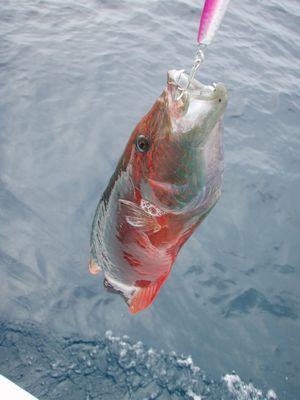 9s5742fv79jm4wh4ofzt-cb70e866.jpg