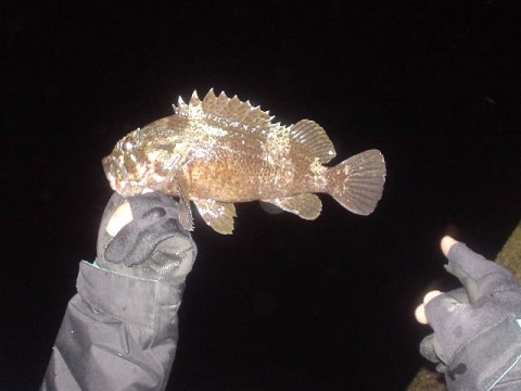 9sgz5murk767cifch5pt_480_480-fd3c2999.jpg