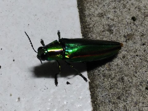 9sngx2jp2d6vebae444g_480_480-771f65ec.jpg
