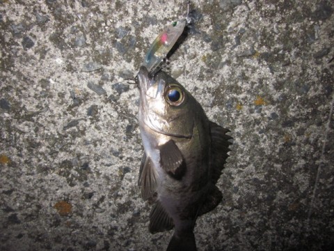 9tkzt53niexnanips3px_480_480-61c38df1.jpg