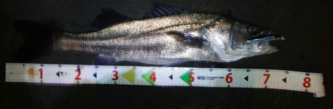 9tnurpao7fobuktcx8fe_920_300-0f421c50.jpg