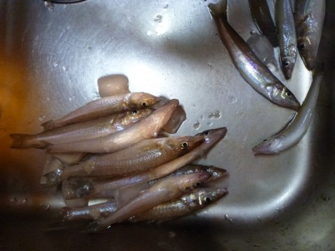 9tpkjapv4adnymjnkgx8_480_480-c98d4c11.jpg