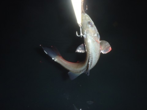 9u48dyyamu6wkrgx7hup_480_480-5c533e6b.jpg