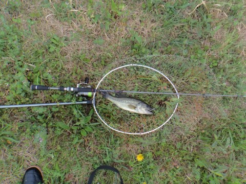 9u9jefp73cupv74oozc3_480_480-ae32fea5.jpg