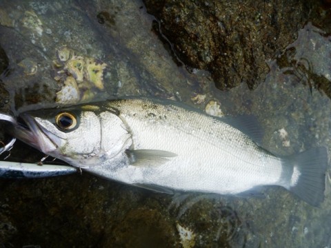 9vhb284ja7z7nagpg9sm_480_480-0c02ada7.jpg