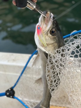 9wacm972obx2j6n25z4b_361_480-c003e76d.jpg