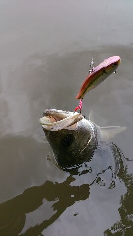 9wmosyvzwr78zpz4px72-ab74acd5.jpg