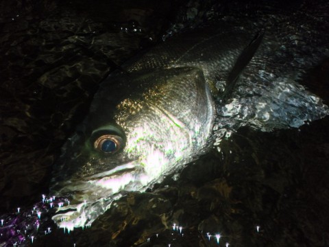 9wmtrctaauepihs5jhh6_480_480-54dd4022.jpg