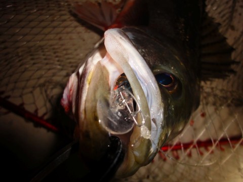 9xaBgxNbyLppAcRQAxFz_480_480-b274e576.jpg