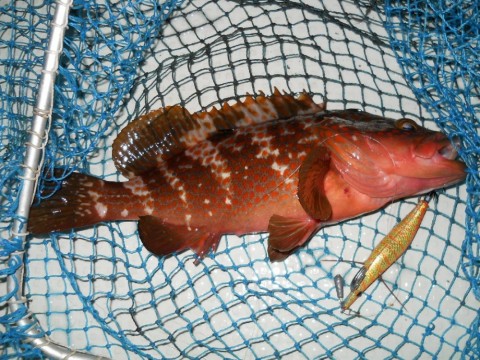9y48vdxhnhopm5m4xa99_480_480-eba8ae80.jpg