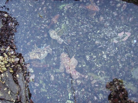 AJWmYArkdTkkTyOBGCkX_480_480-cc370018.jpg