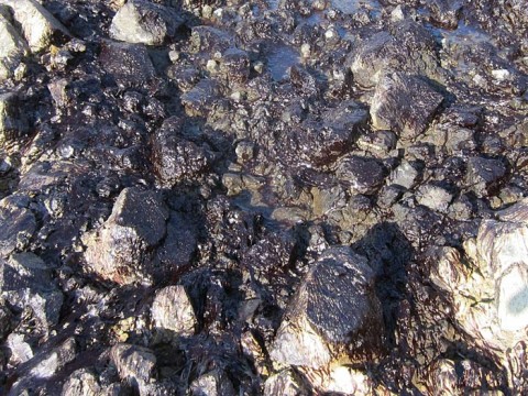 AOMoxm3pNcHe5a4JPdfz_480_480-57807cf6.jpg