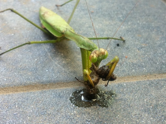 続 サバボウズの未知への挑戦 カマキリ食事中