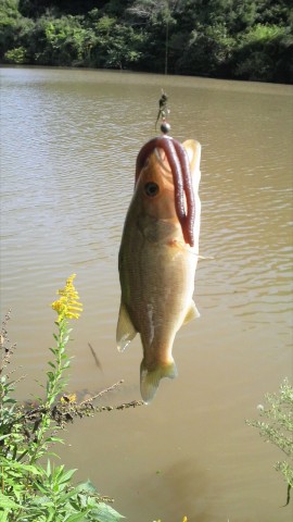 Urban Side　Fishing　Basser