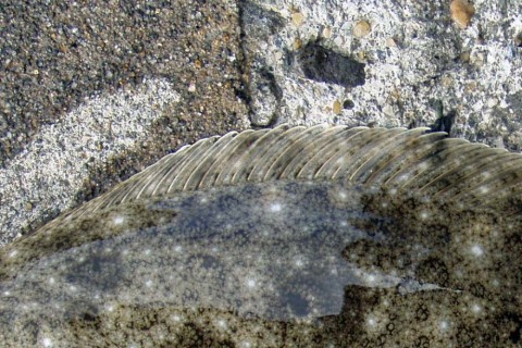 CEMcdhjcoWERyNTHE6zu_480_480-fbc63b9c.jpg