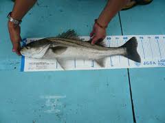 E2FtV2OTCoG3W68fgFLR-18735d60.jpg
