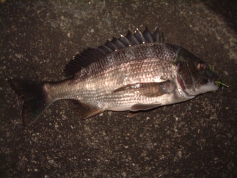 G7nYNg6vUa2odVK8ZKxJ_480_480-b9f09359.jpg