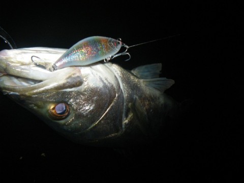 Gedw9F2rJgtSgJkXXtaA_480_480-f9e89147.jpg