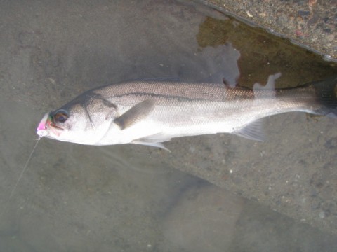 GyuEiuLyReaPPyGDYuiY_480_480-ea5f6ce9.jpg