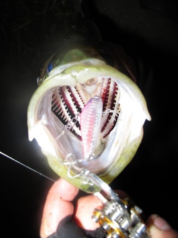 JAp382WvorC3vTNK4yd5_480_480-a009ceee.jpg