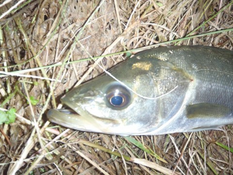 KTiXH9odr5cCpGytOQmF_480_480-8f8c6097.jpg