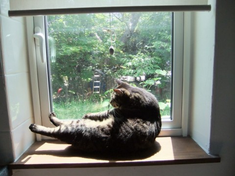 MOgJmJQ2bfDtKQhpptnE_480_480-f6e82567.jpg
