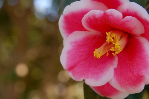 MUuiXXs5OHkQZexFHC5f_480_480-5b0266c1.jpg