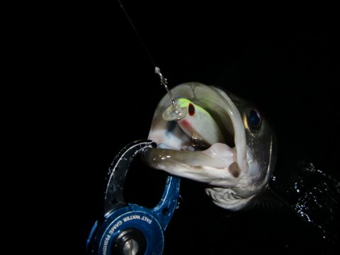 NHmR7OGc5V4ttDntTuaL_480_480-de52989f.jpg