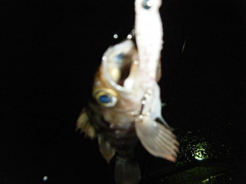 Nh9DFRZgdcseJdp39wZN_480_480-f27b8656.jpg