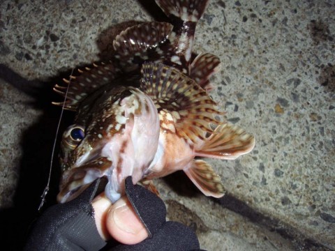 NjhaVFXOaOSWDR439T7Z_480_480-e5761e2f.jpg
