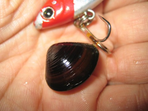 NsCDJapThiwNZ6TQJeFG_480_480-f386c8c4.jpg