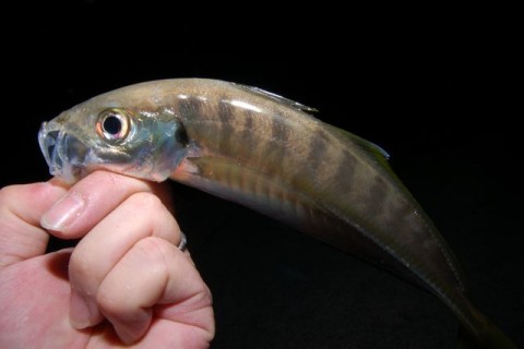 OCFELBheSporMAbSsO6b_480_480-fef4f0d2.jpg