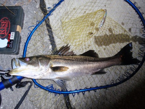 OaBerT56bkJcu4XRDSm9_480_480-ccd09007.jpg