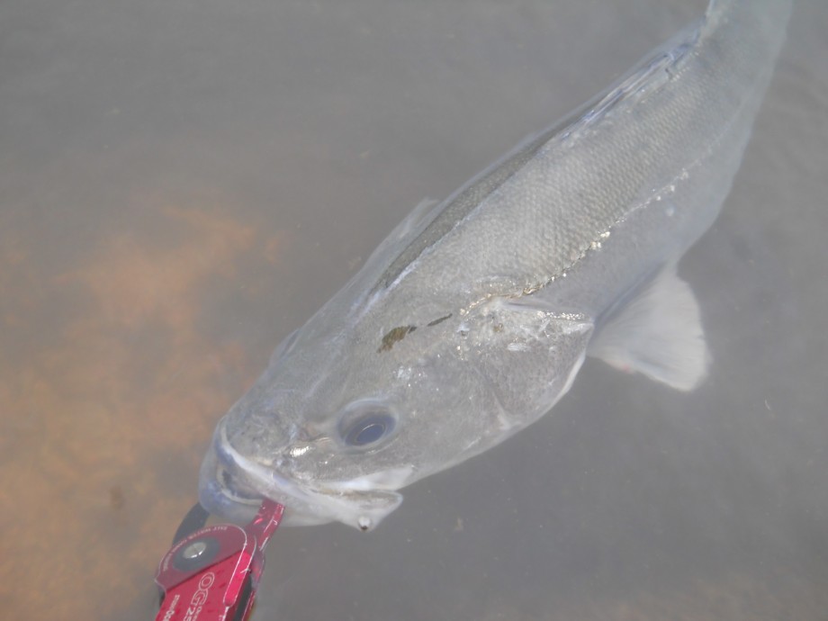 釣りログ 幻の堰上シーバス