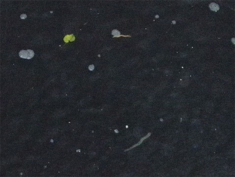 QMzdmKizHNUdGBwgvgsx_480_480-80ee5d0c.jpg