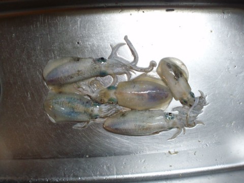 QPdSGOModGNpSMkAhbtV_480_480-6fea0524.jpg
