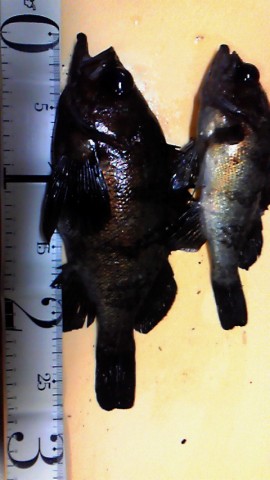 R3796h84wxgrybiLLThF_480_480-4947cde0.jpg