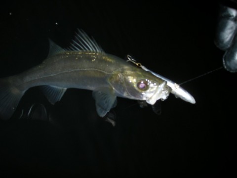 RjO66nhT4aczLBWaQKxi_480_480-3103574c.jpg