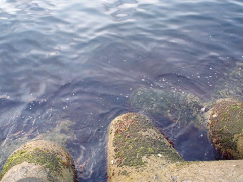 TWs3pTb6EEvap9kxLDdz_480_480-4c147f00.jpg