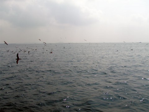U85fXwcpFGzQ4bEymwBY_480_480-8b393793.jpg