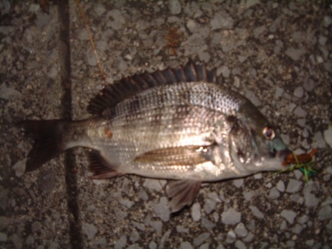 UGoHa5VaeBy2PY4XL2uJ_480_480-cb600f2d.jpg