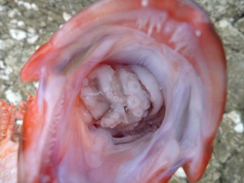 a2awouzkftuwr7zjvsve_480_480-87cdd82d.jpg