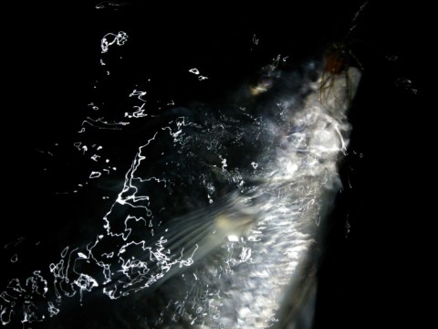 a2fi2sj9vxxc8otj5uhe_920_690-2b30835e.jpg