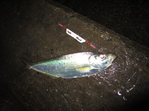 a2tcapnsnwudz7mrvu4f_480_480-ab6c8580.jpg