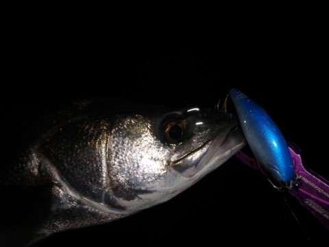 a2tnaw4udmu4df3gk4go_480_480-c1b1676f.jpg