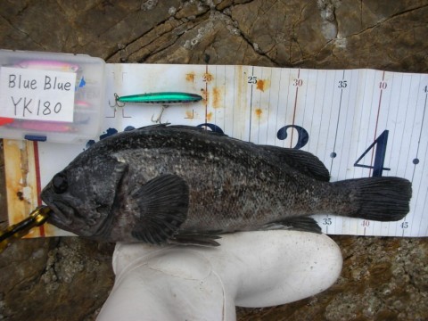 a2wjhok9p965pt652om9_480_480-c1aea8f3.jpg