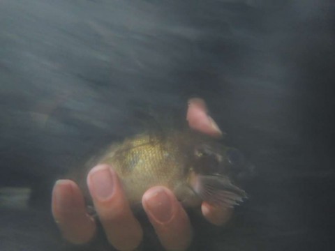 a2wzpigcetgptmcyejkv_480_480-6f8bc158.jpg