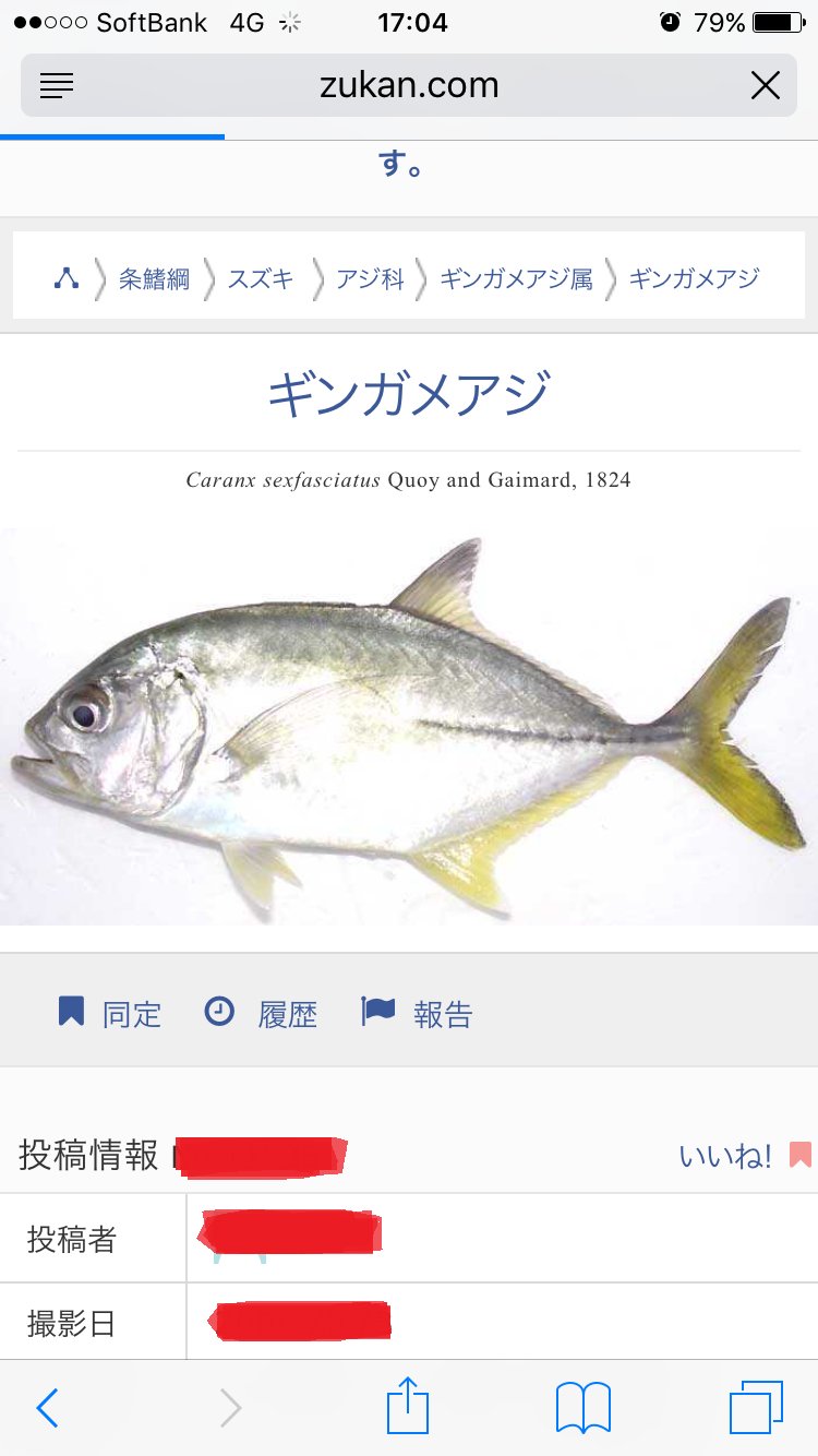 ブログ 誰か教えてください 河川中流にて稚魚捕獲 ギンガメアジ ブログ 誰か教えてください 河川中流にて稚魚捕獲 ギンガメアジ
