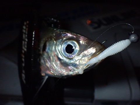 a39gf7zzkvwfpp5incb3_480_480-0821e4d4.jpg