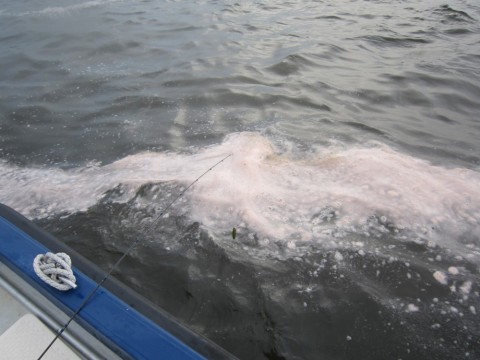 a39wwht5ke25c57tzobn_480_480-21654581.jpg